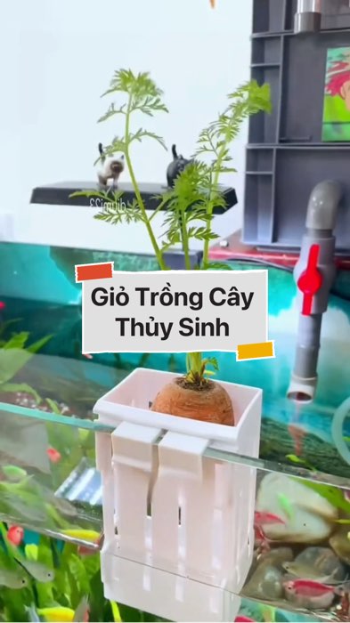 ￼Giỏ Trồng Cây Thủy Sinh #VideohangDoiSong#ShopeeVideo#ShopeeCreator #LuotVuiMuaLien#KOLUyTin#Videomuasam #SandealcungKOL #diumi565