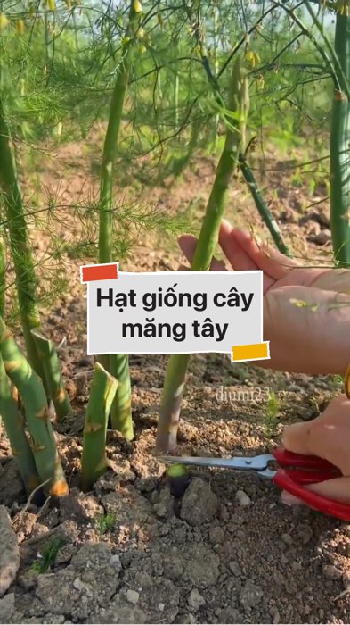 Hạt giống măng tây #VideohangDoiSong#ShopeeVideo#ShopeeCreator #LuotVuiMuaLien#KOLUyTin#Videomuasam #SandealcungKOL #diumi825