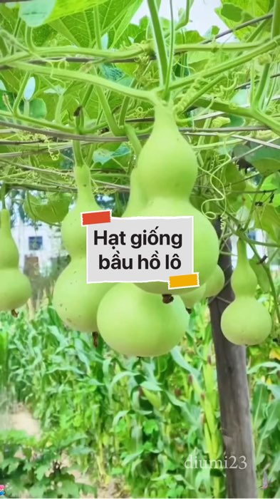 Hạt giống bầu hồ lô #VideohangDoiSong#ShopeeVideo#ShopeeCreator #LuotVuiMuaLien#KOLUyTin#Videomuasam #SandealcungKOL #diumi740
